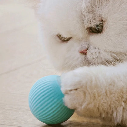 Cat Roller Ball